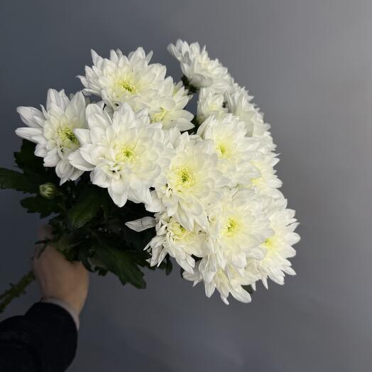 Хризантема кустовая белая 3 шт