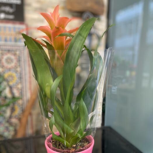 Bromelia Rose + Cache pots 🫙