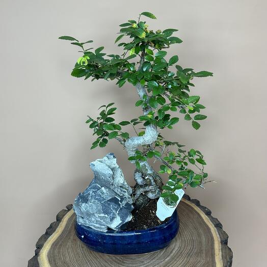 Бонсай (Zelkova)