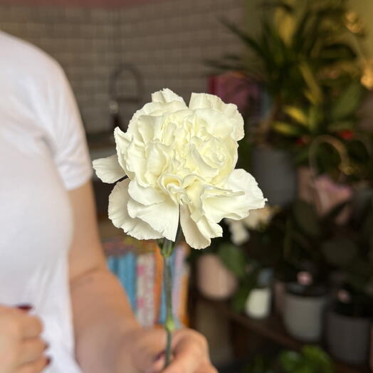 Біла гвоздика