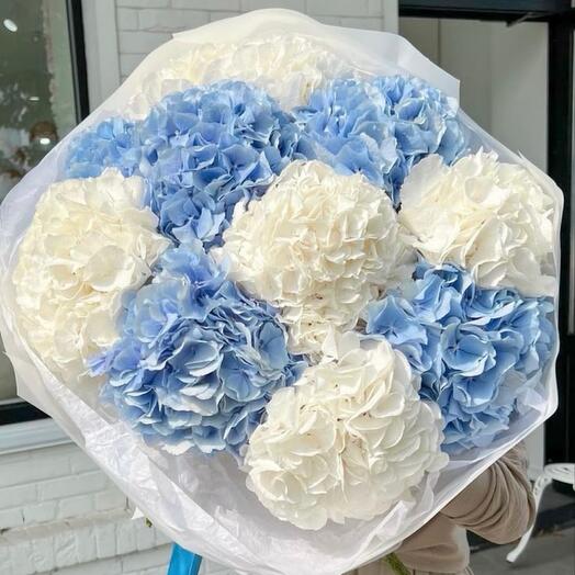 Гортензия облачко