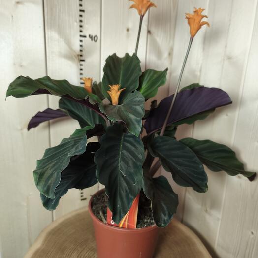 Калатея Кроката