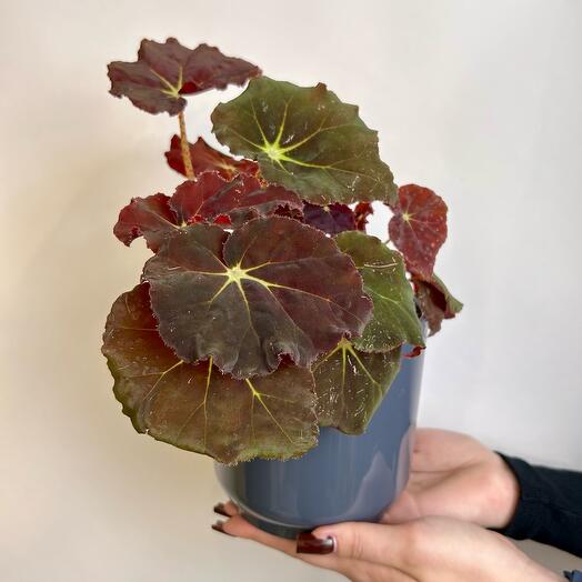 Комнатное растение живое, Бегония королевская в пластиковом горшке серого цвета, 24 см