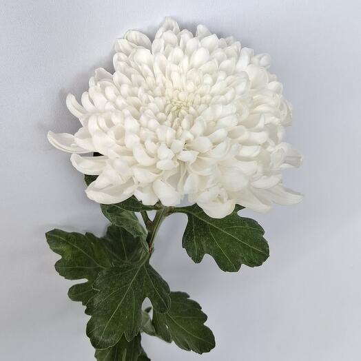 FLOWIA