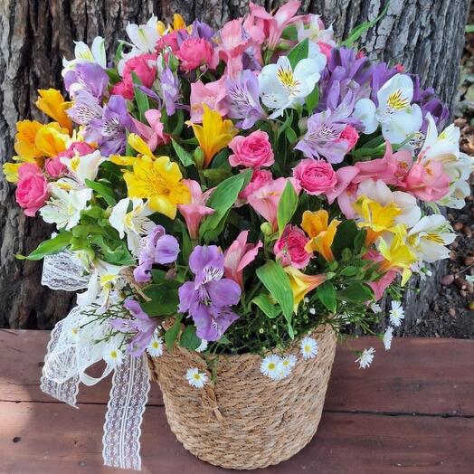 Альстромерии в кашпо