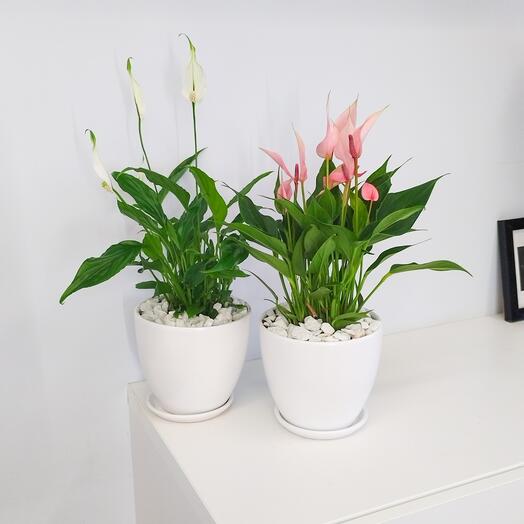 Комплект из двух цветущих растений