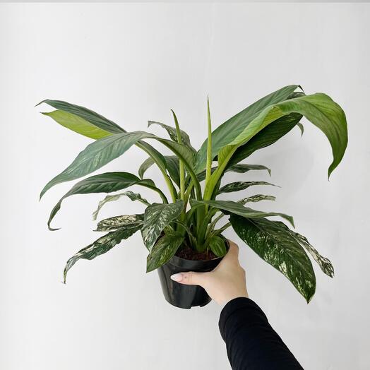 Спатифиллум Сенсация Вариегата д11см