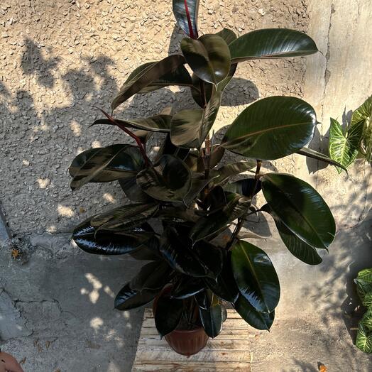 🌿 Фикус — зелёный страж уюта и гармонии