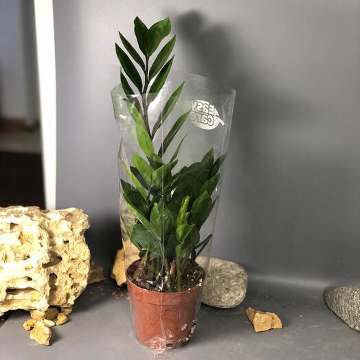 Комнатное растение замиокулькас