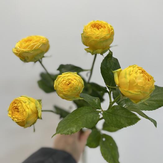 Кустовая пионовидная Роза желтая «