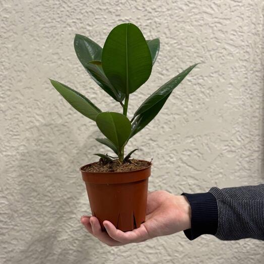 Фикус Эластика