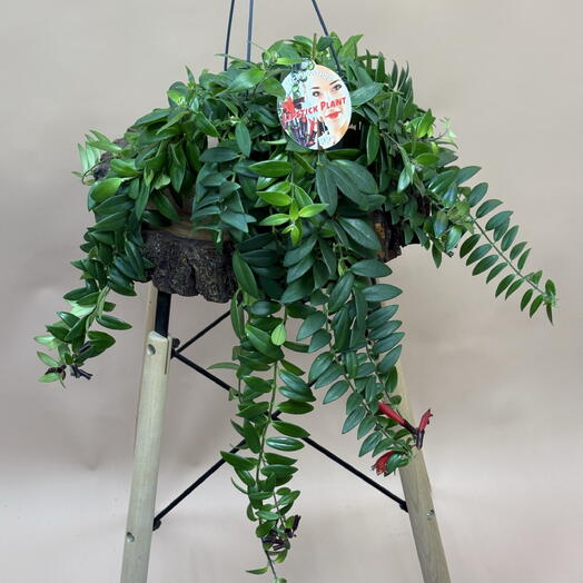 Эсхинантус Лобба