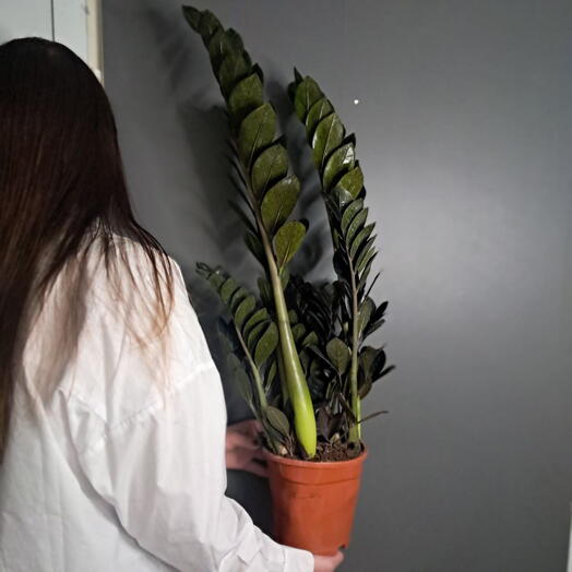 Замиокулькас черный (Долларовое дерево)