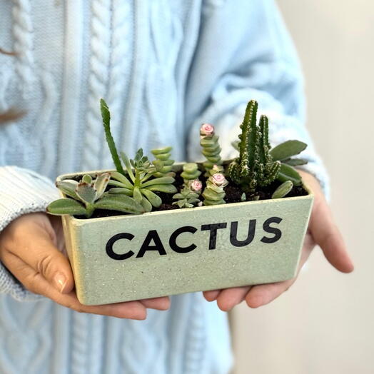 Мини сад из суккулентов и кактусов в прямоугольном кашпо