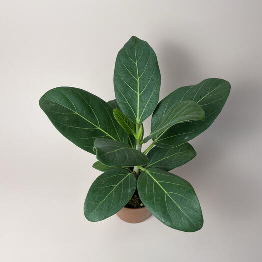 Комнатное растение «Шеффлера»