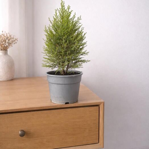 Cupressus Wilma
