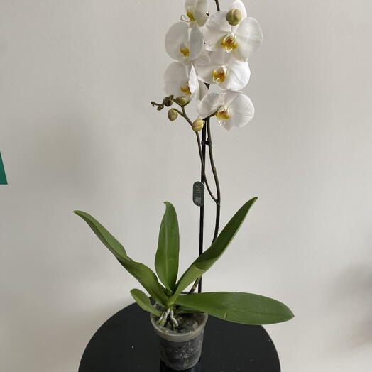 Орхидея Фаленопсис Бабочка