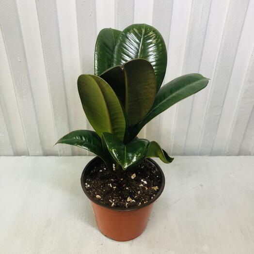 Фикус эластика Кинг Конг 1