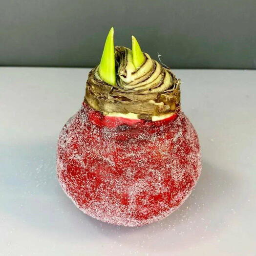 Луковица Амариллиса/ Подарок на любой повод