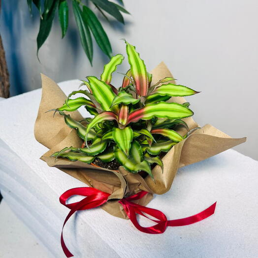 Криптантус