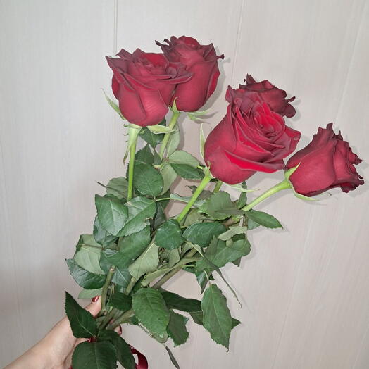 Роза красная 5