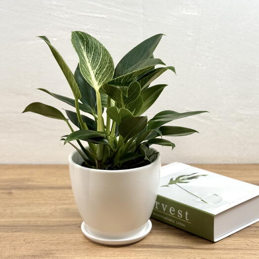 Комнатное растение Филодендрон Биркин в кашпо D15