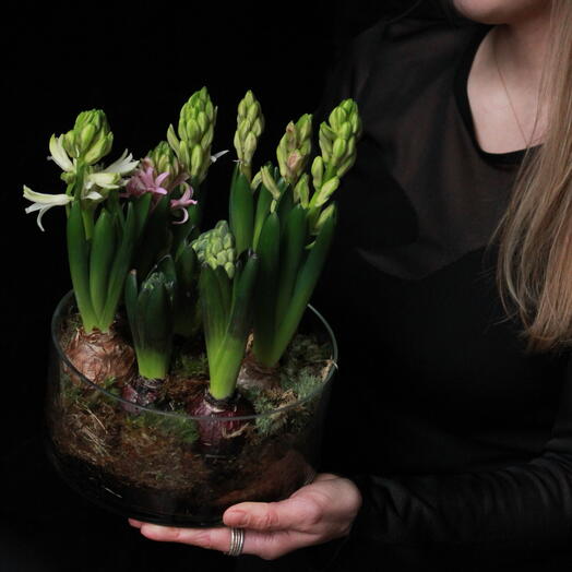 Мини-садик из первоцветов в стеклянном кашпо