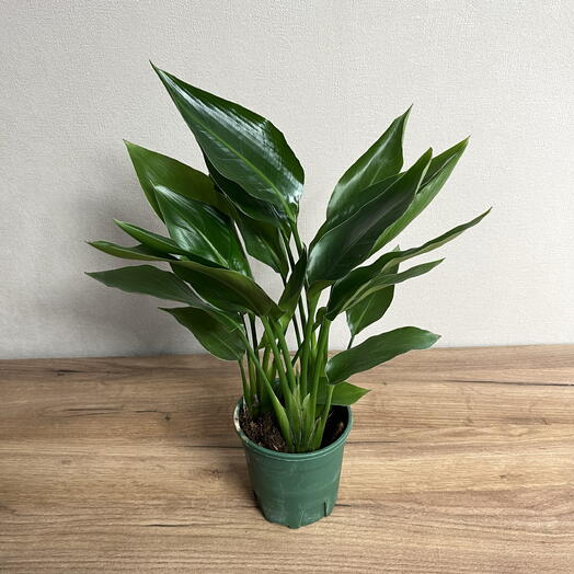 Стрелиция Регина