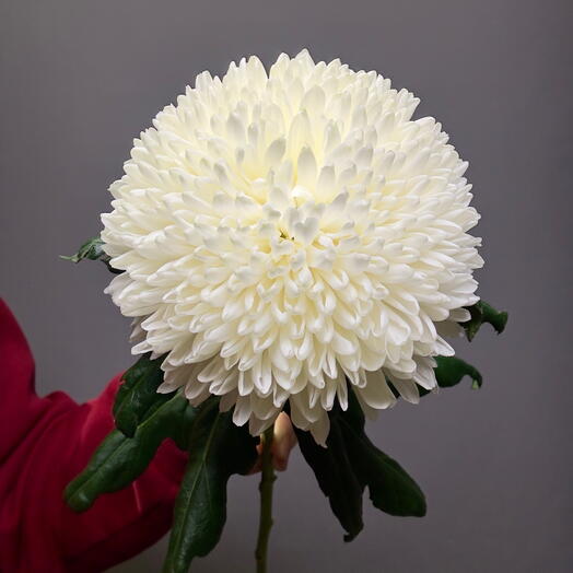 Большая хризантема Магнум