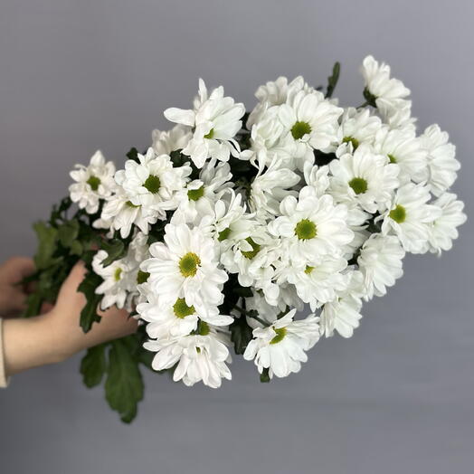 Хризантема Кустовая Голландия в пачке (5 шт)