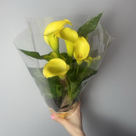 Комнатное растение Калла жёлтая