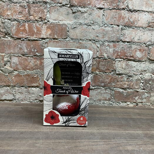 Амариллис в воске красный