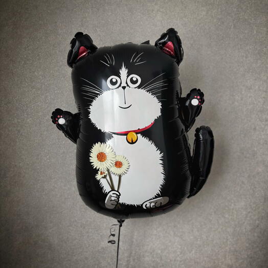 Шар котик