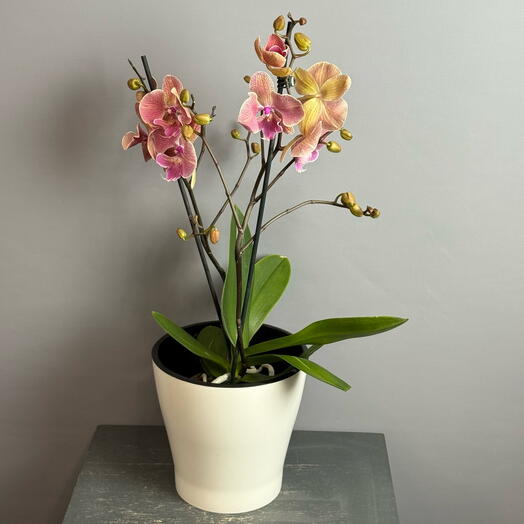 Орхидея Фаленопсис в белом горшке -трёхцветная с красивым воланом и язычком бабочка, 2 ствола