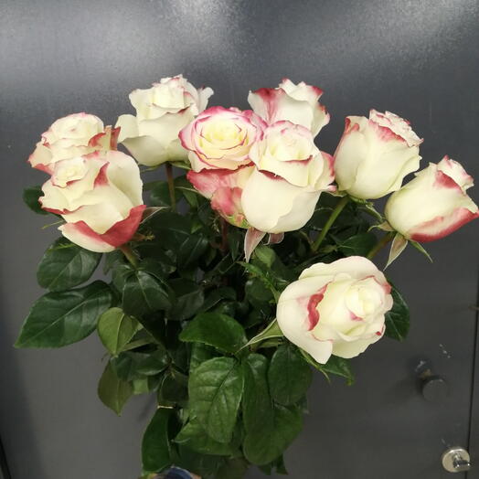 11 бело-розовых роз с лентой