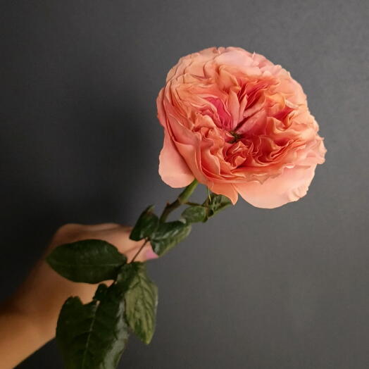 Роза Эквадор Mandarin/цветы штучно/Цветы Магнитогорск