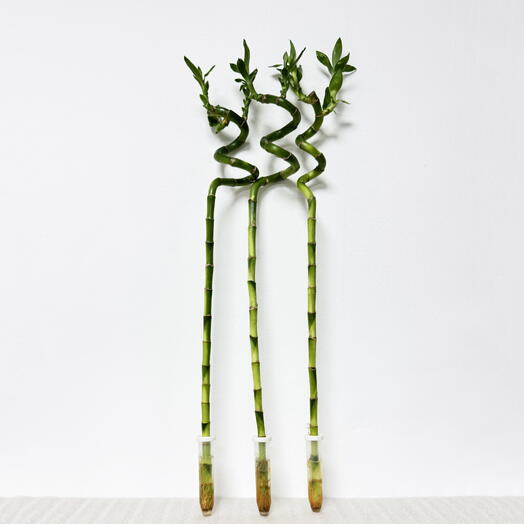 Бамбук Лаки спираль 3шт, высота 70-75см