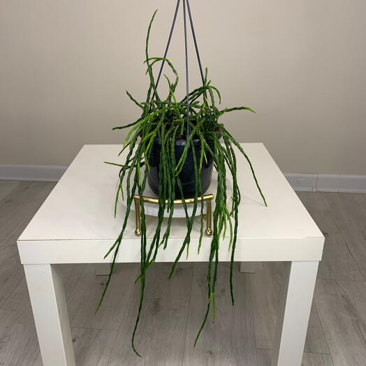 Рипсалис Клавата кактус в горшке d15cm комнатное растение на подарок