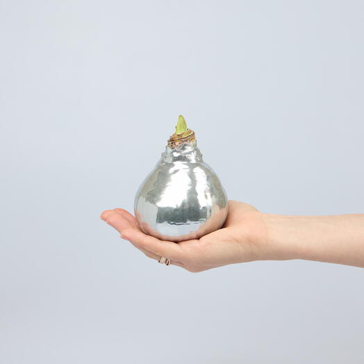 Луковица амариллиса в воске металлик