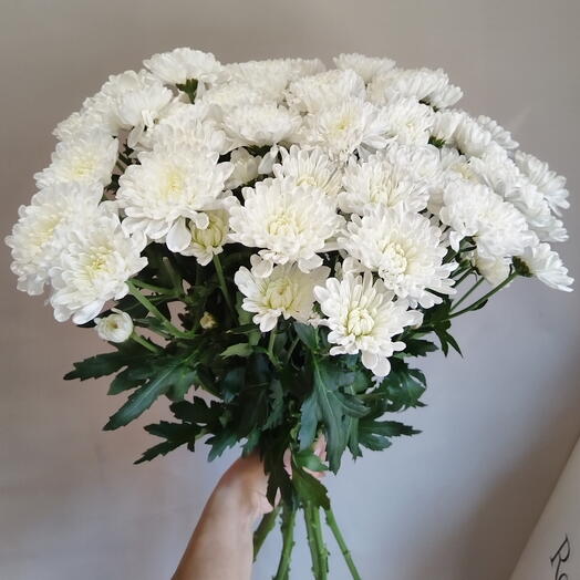 Букет из белых хризантем (7 шт)