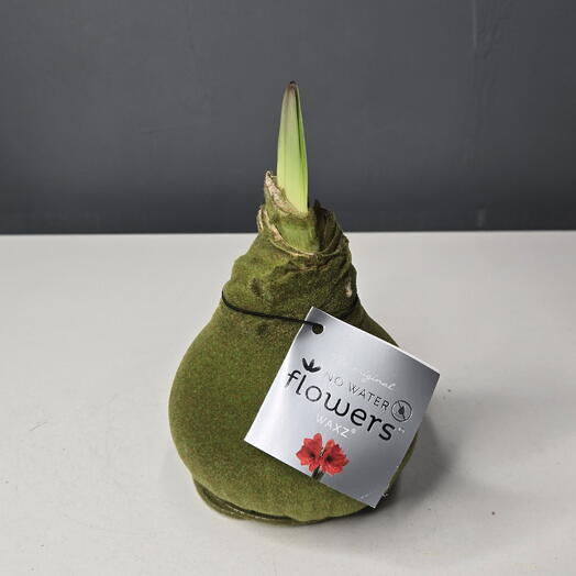 Амарилис в воске с красным цветением