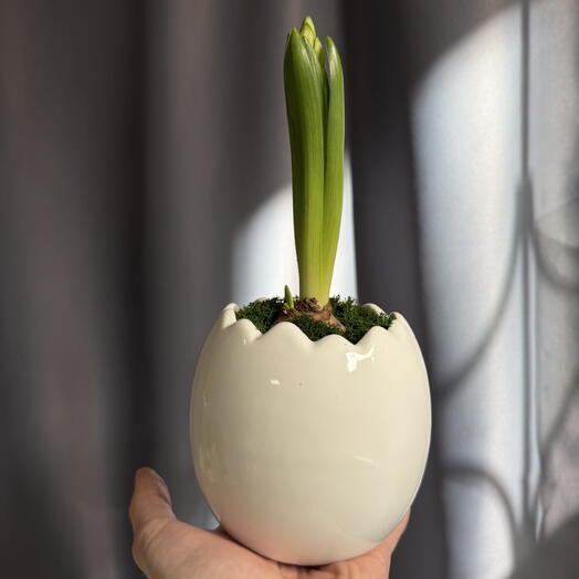 Гиацинт в белом керамическом горшке