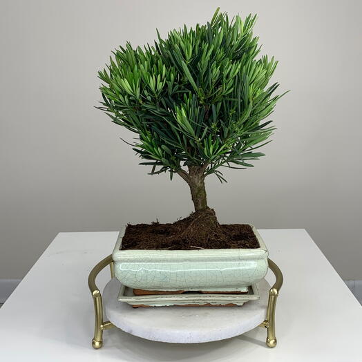 Бонсай Подокарпус Сосна Будды в керамическом горшке / кашпо d20cm комнатные цветы на подарок
