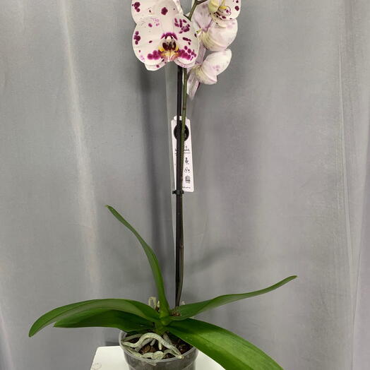 Орхидея  1