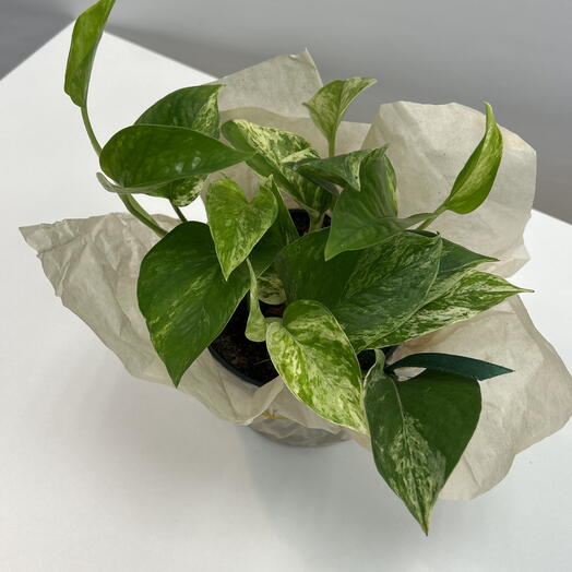 Эпипремнум Marble Queen