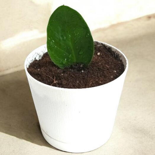Долларовое Дерево Zamioculcas zamiifolia Midori