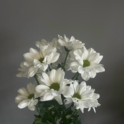 Хризантема Кустовая, Белая