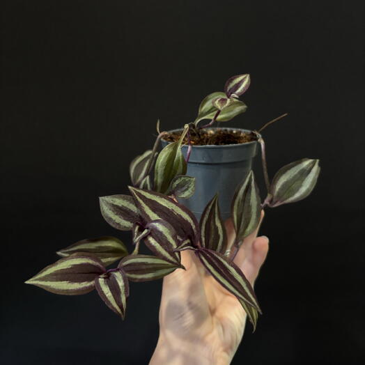 🌿 Традесканция
