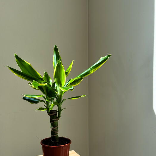 драцена reflexa variegata