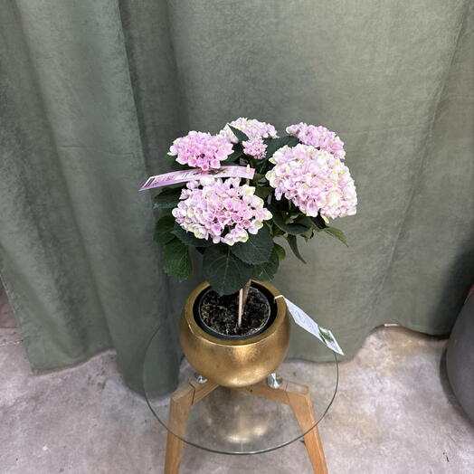 Гортензия розовая / indoor hydrangea